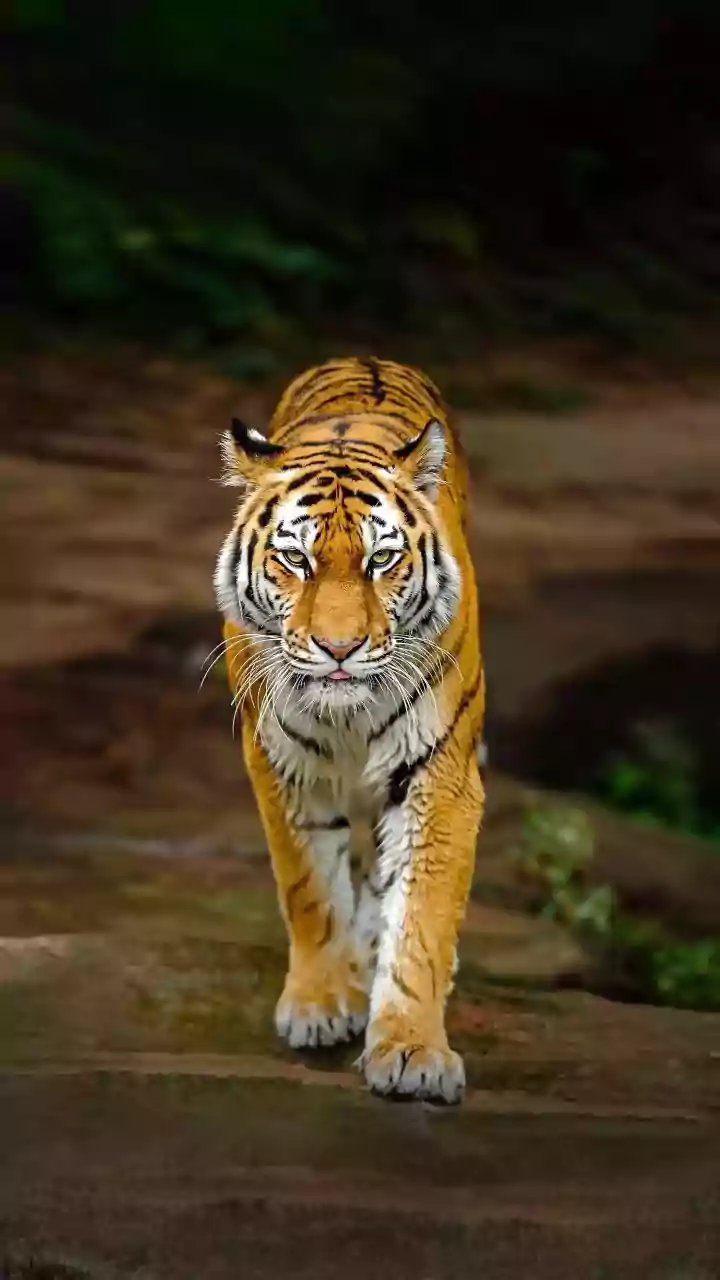 5 Prime Safari Gates for Tiger Sightings in North Indian Parks