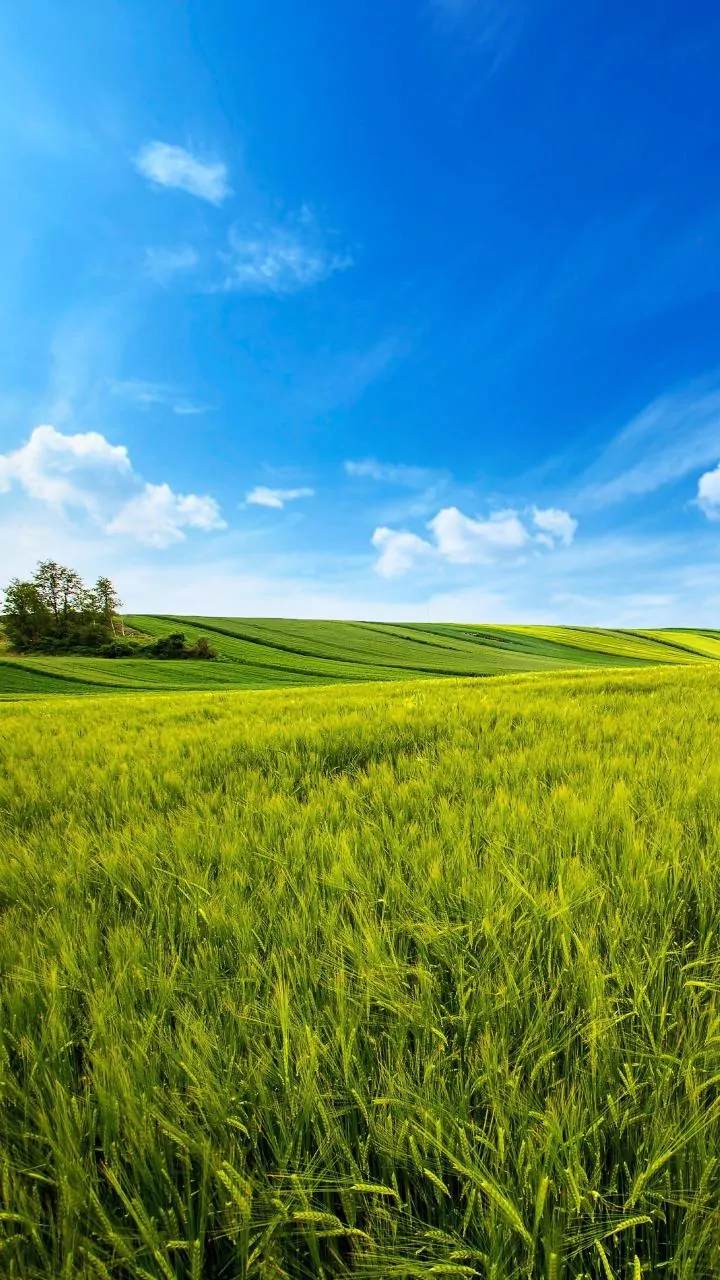 AI Assistant for Indian Farmers: Boosting Productivity