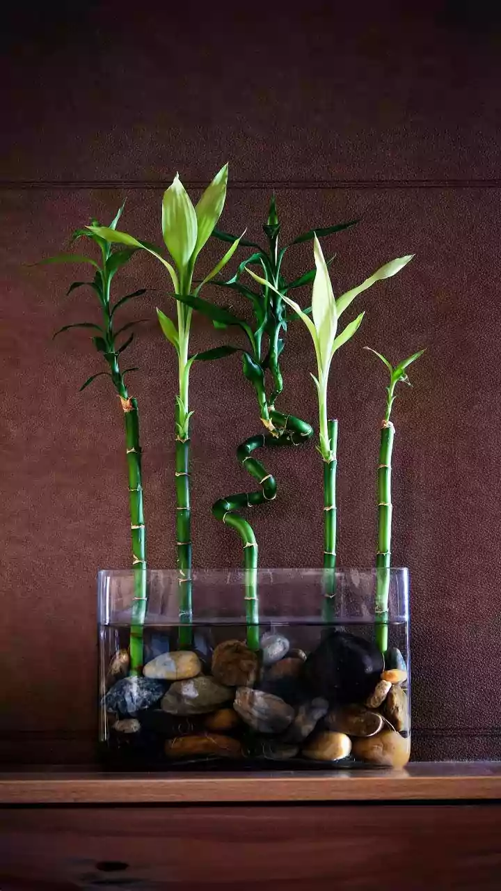 What Are Feng Shui Plants And Their Benefits