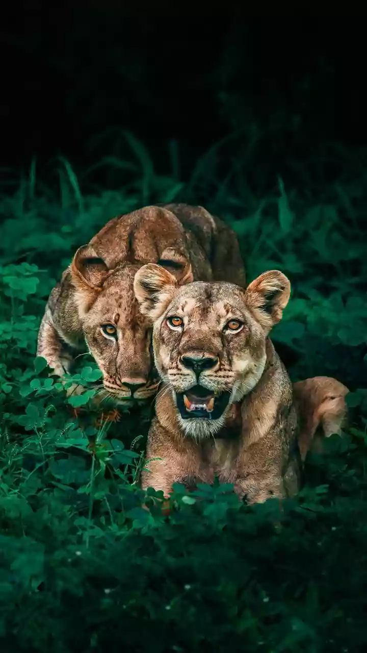 August Monsoon Safaris Are Offering Travellers A Different View Of Nature