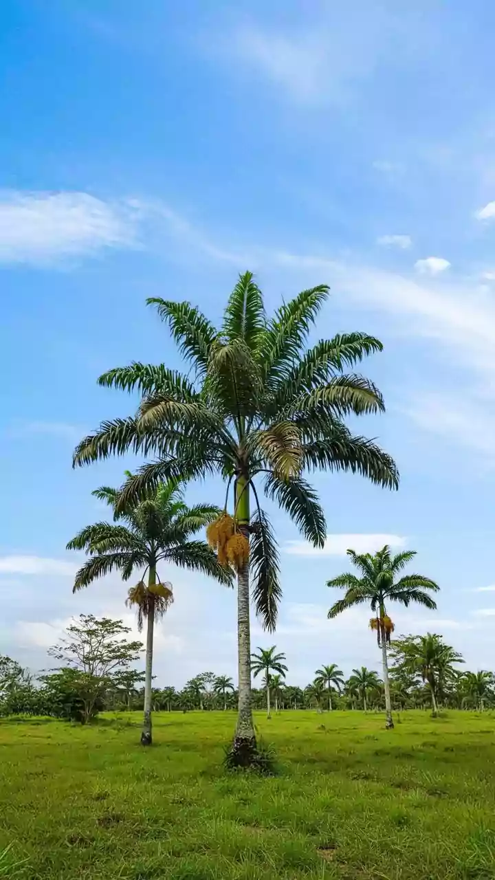Cocobot: The 11kg Robot Revolutionizing Coconut Harvesting Up to 20 Meters High