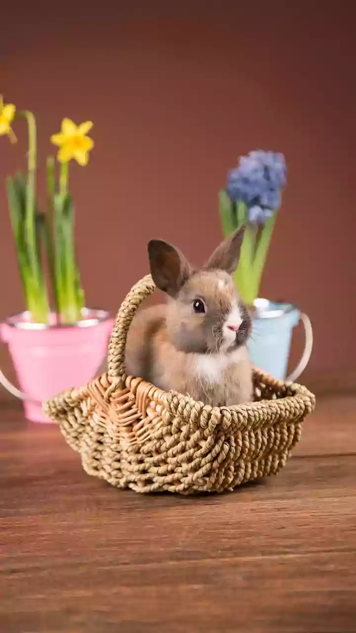 House Rabbits Are The New Soft-Life Pets