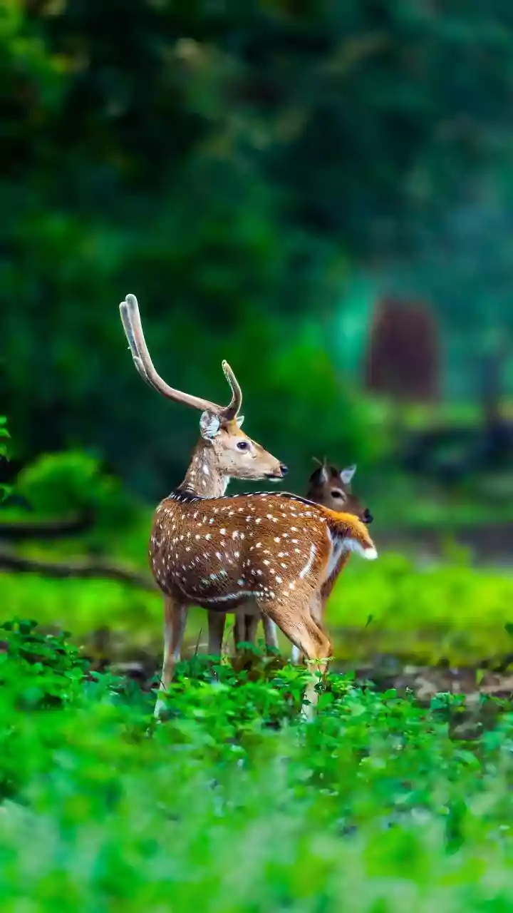 Lush Green Forests And Active Wildlife Make August A Standout Safari Month