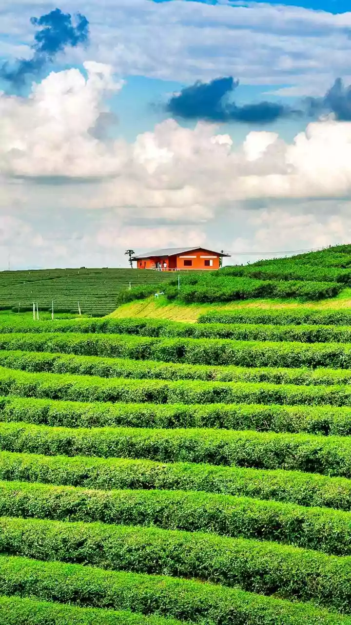 What Proposed Changes To Tea Pesticide Norms Mean For Farm Yields And Safety