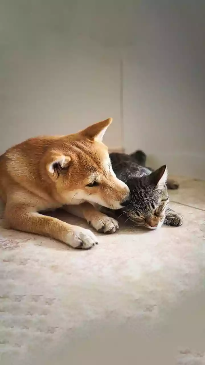 Beyond Species: Unveiling Extraordinary Animal Friendships and Romantic Bonds