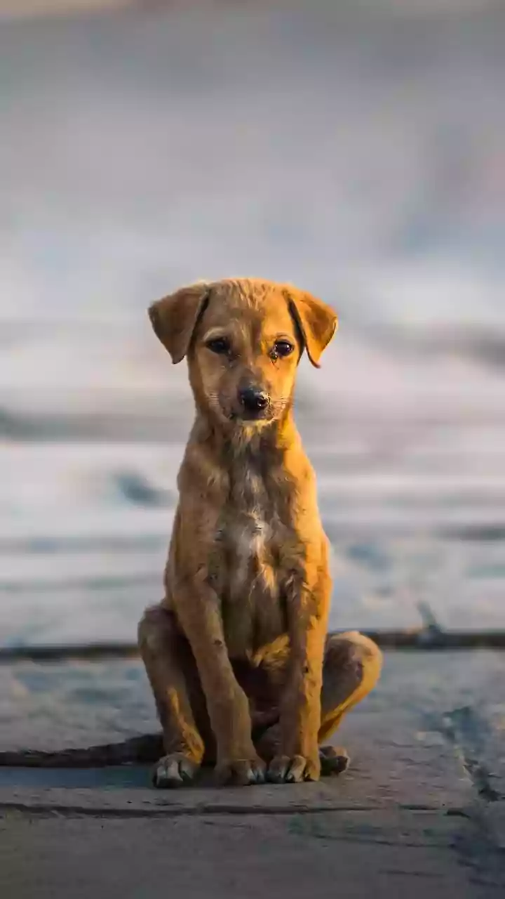 Helping Stray Dogs During India's Heatwave