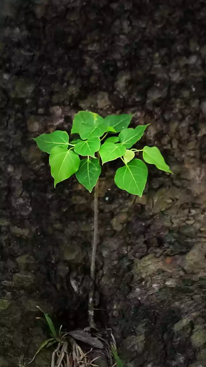 How The Low-Water Gardening Shift Changes The Case For Plant Choice By Long-Term Water Needs