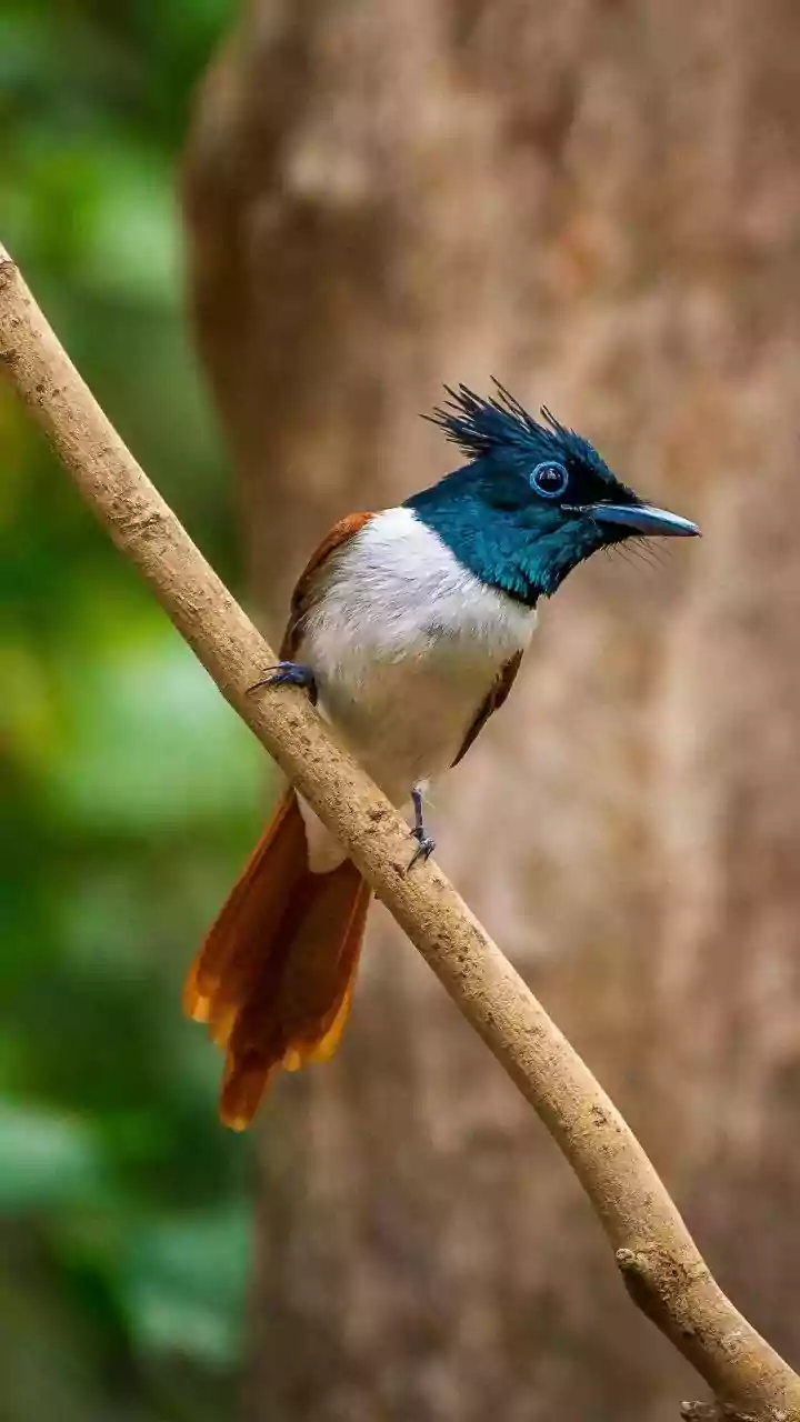 South Andaman's Rainforest Birding Trail Gives Nature Travellers a New Reason to Review Guide Quality