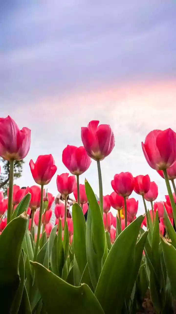 Tulip Festival in Delhi: Locations, entry, tickets, and every details you need to know