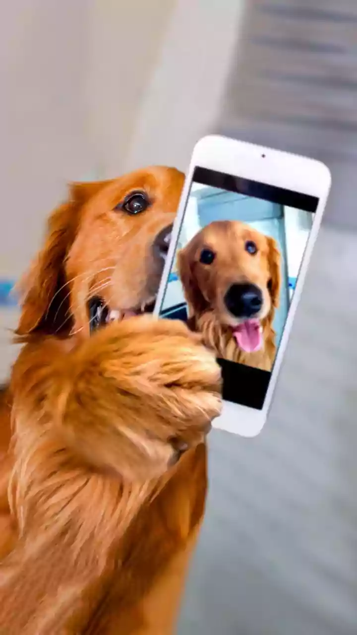 India's Pet-Fishing Phenomenon: How Furry Friends are Winning Hearts on Dating Apps
