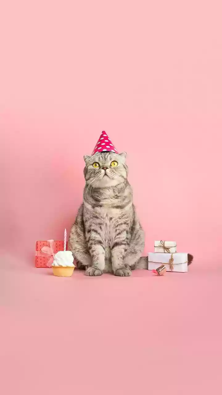 'Ab Animals Ki Bhi Jayanti?' Mumbai Man Throws Grand Birthday Bash For Pet Cat; Internet Says 'Even Humans Don’t Get This Treatment'