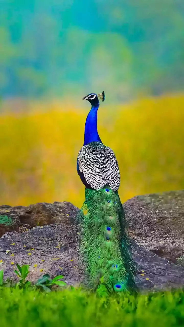 India's Latest UN Geneva Gift Includes a Rare White-Feathered Peacock