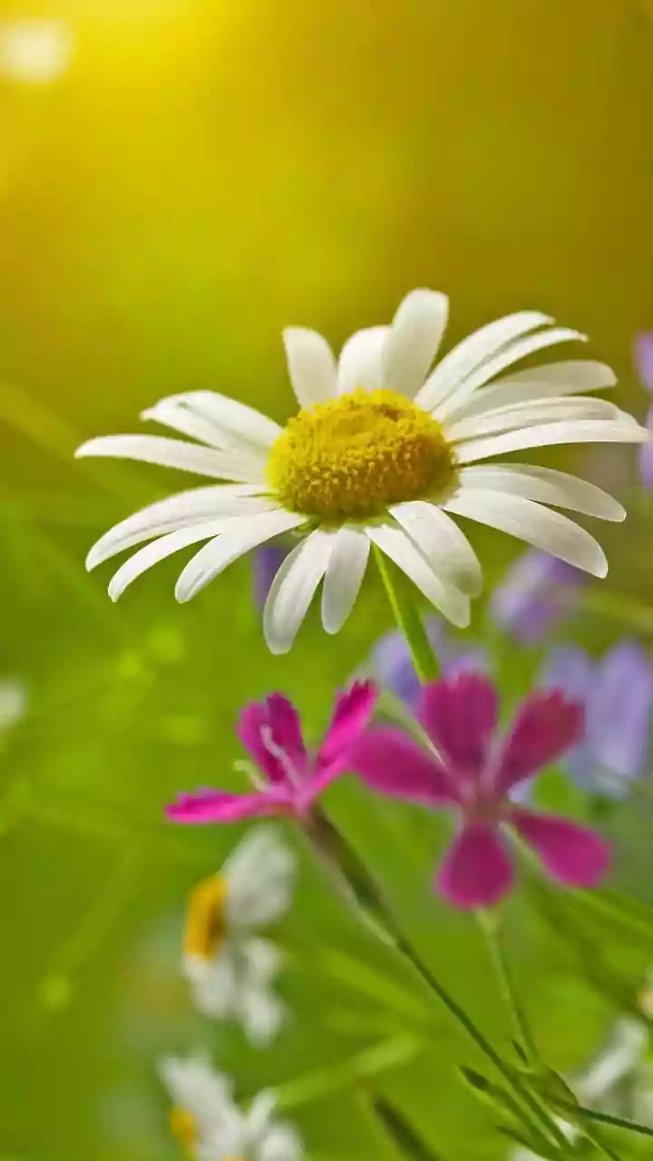 May Magic: Plant Shasta Daisies & Petunias to Create a Butterfly Haven All Summer