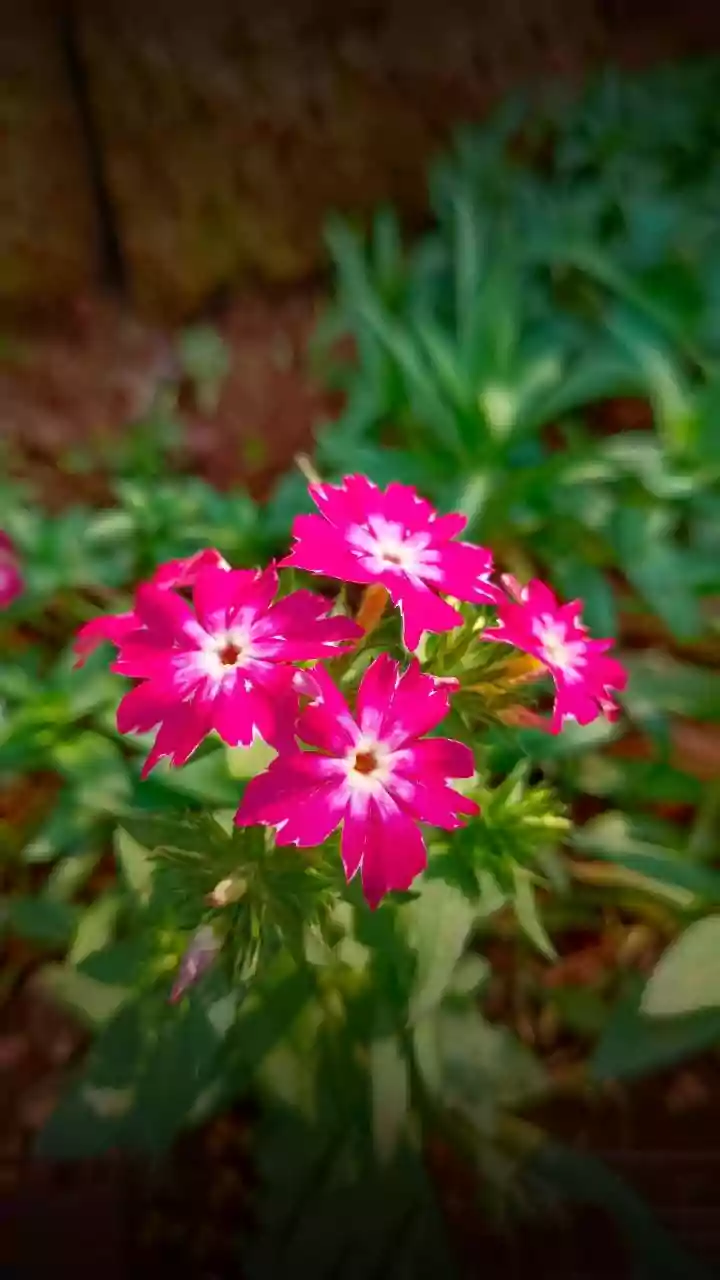 Exploring Decorative Flowers in a Garden Setting in African Jasmine Plant Uses