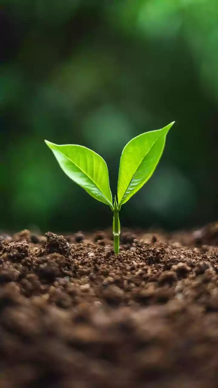 How Autonomous Agricultural Robots Safeguard Soil Quality In Organic Cotton