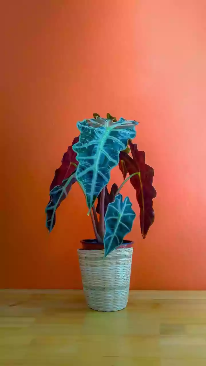 Check Root Colour and Condition While Repotting a Houseplant