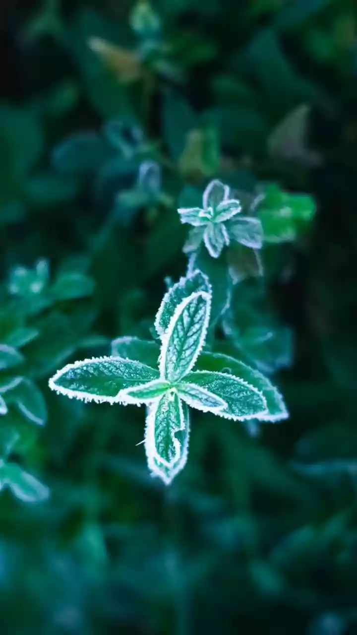O frio está chegando: o truque simples para proteger seu jardim e não deixar as plantas morrerem no inverno