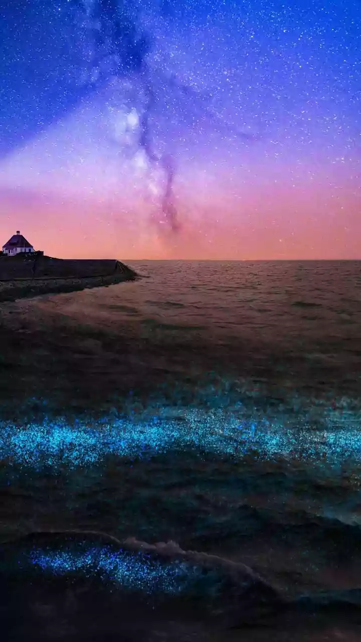 Spot Stunning Bioluminescent Glowing Life Deep Inside Western Ghats