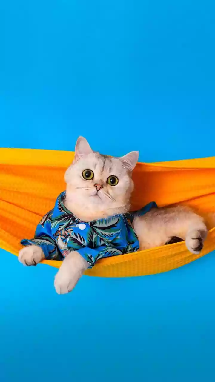 Fashionable Pet Apparel Crafted From Breathable Indian Cotton Trends Online