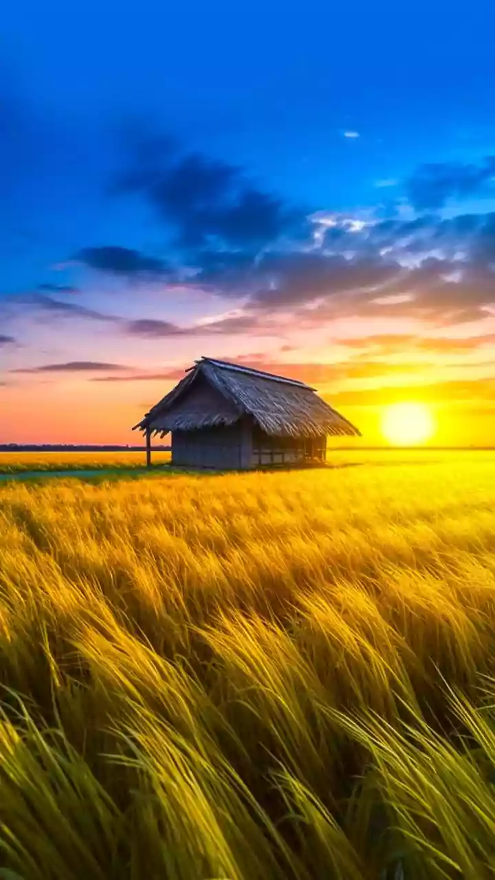 Man kills 65-year-old hut caretaker in Punjab's Hoshiarpur