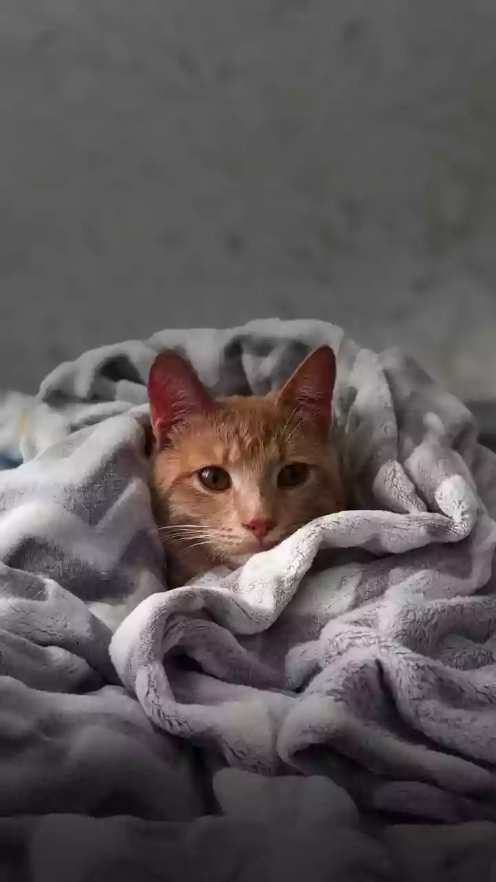 Cats Need Quiet Hiding Spaces in Busy Apartment Homes