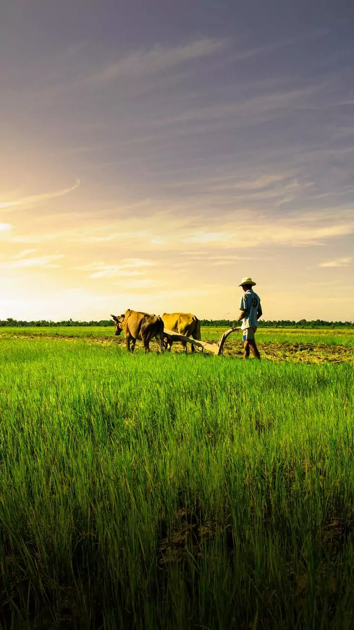 Maharashtra cabinet clears farm loan waiver, 56 lakh farmers to benefit