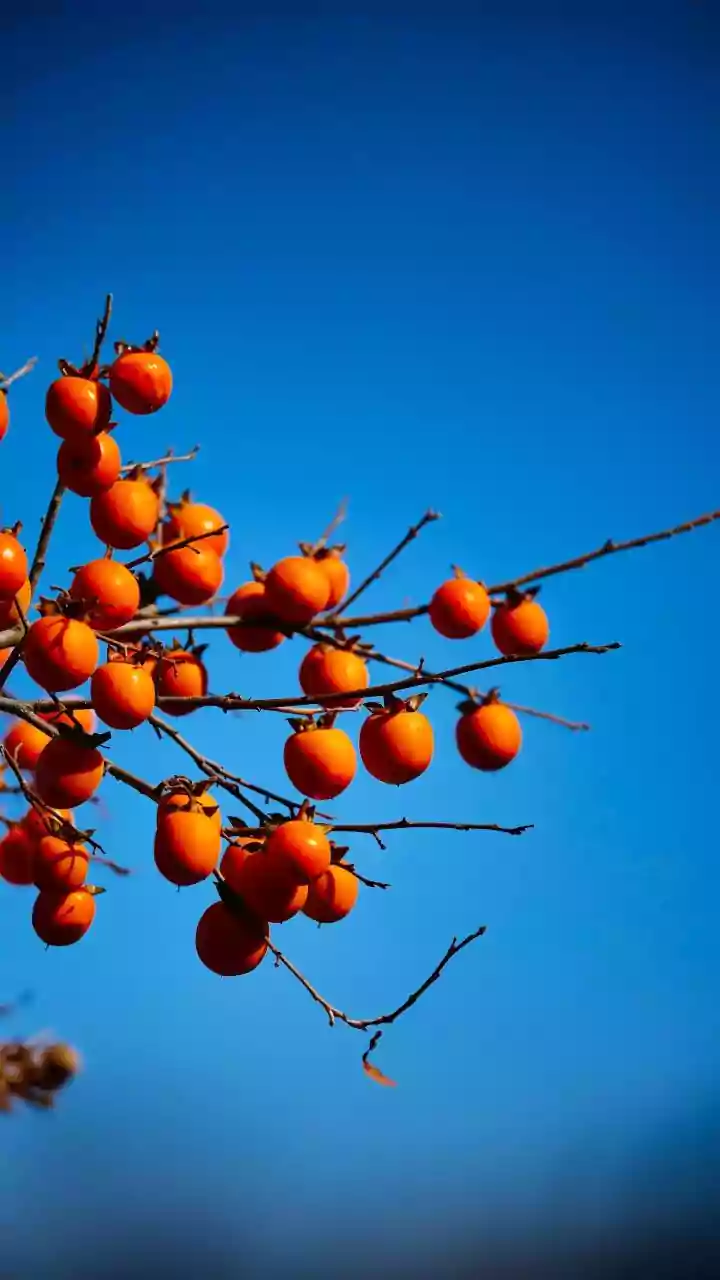 Goji Berries: Unlocking the Power of China's Tiny Red Superfood