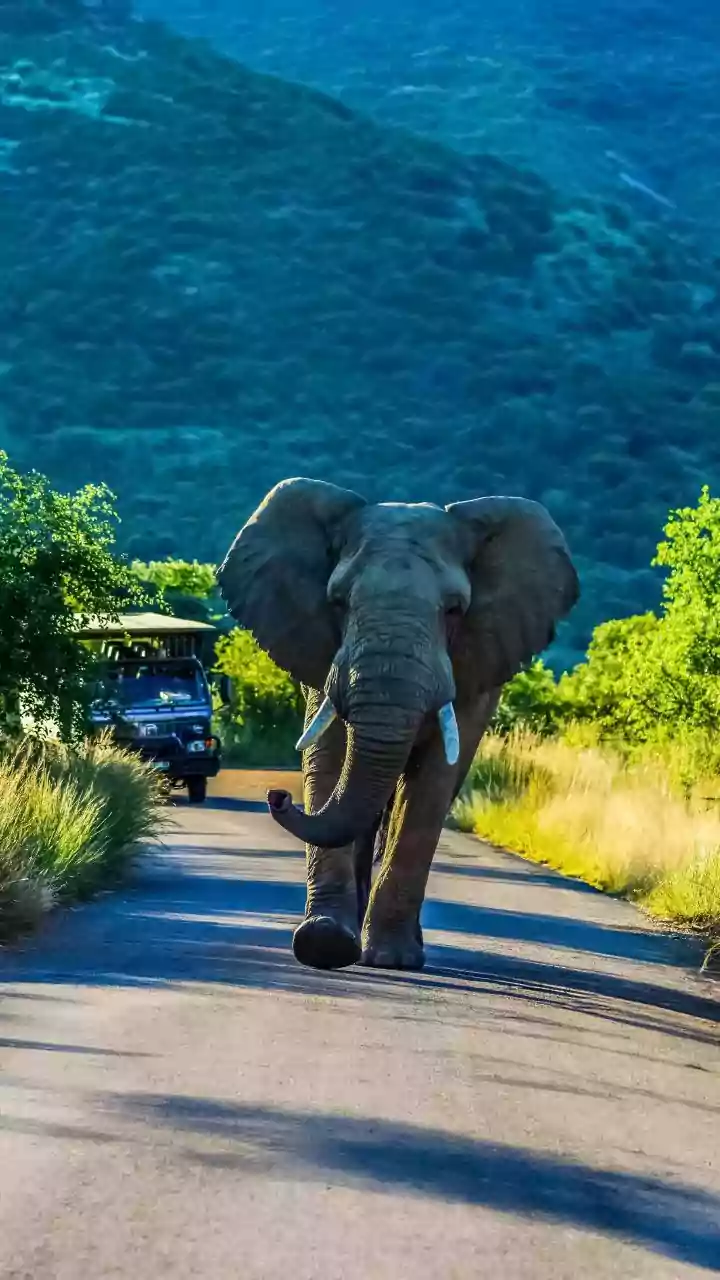 Why Wildlife Enthusiasts Head To Madhya Pradesh For Reopened Autumn Safaris