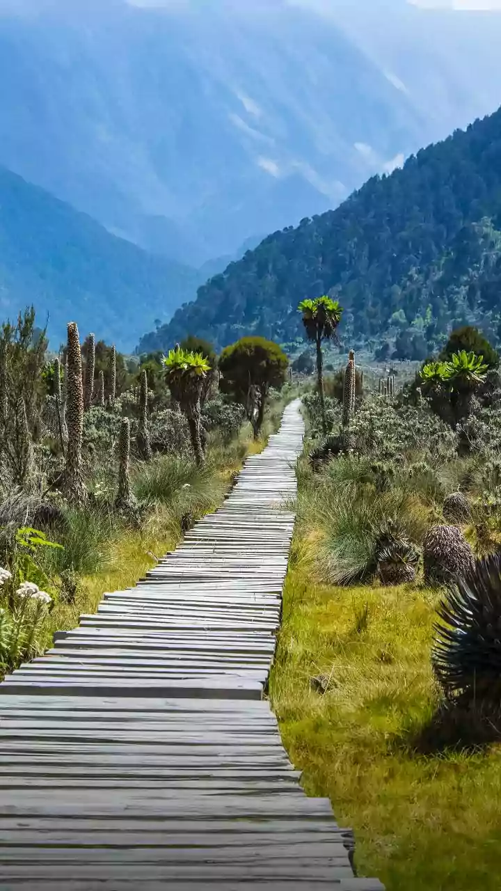 Misty Meghalaya trails lure photographers this season