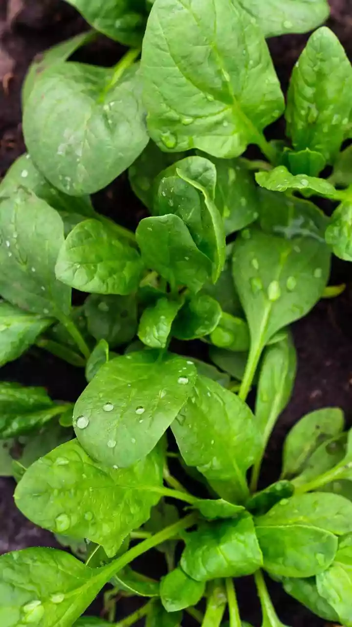 How to grow Malabar spinach at home