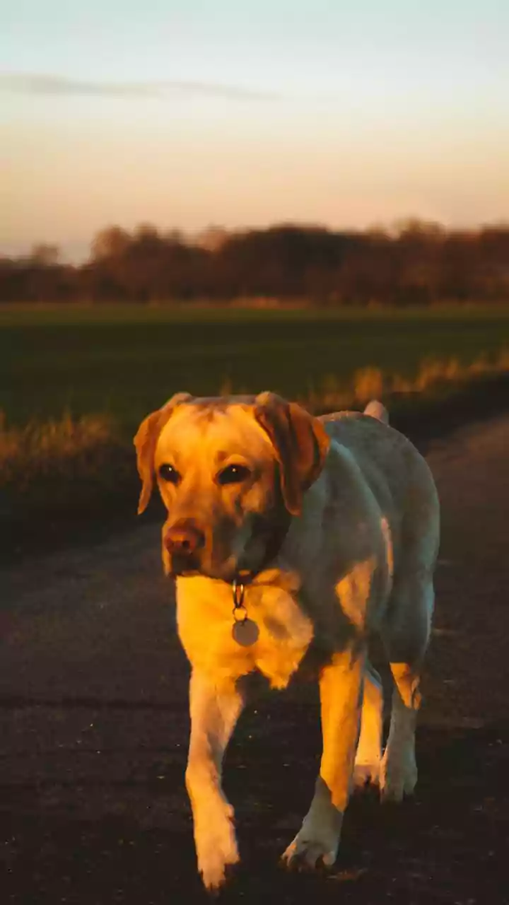 Pet walks risky now? Best timings and paw protection tips help in rising heat conditions