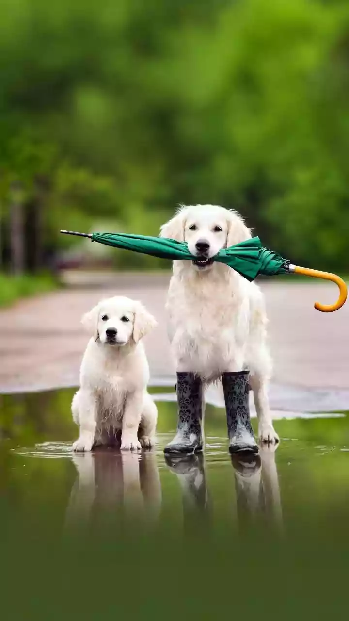 Cattle, stray dogs and crows look for shelter early today: why animals sense rain before phones do