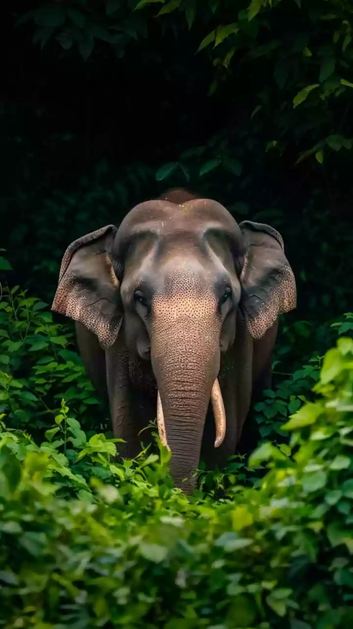 Dubare Elephant Camp Tragedy: 5 Crucial Rules for Safe Wildlife Encounters in India