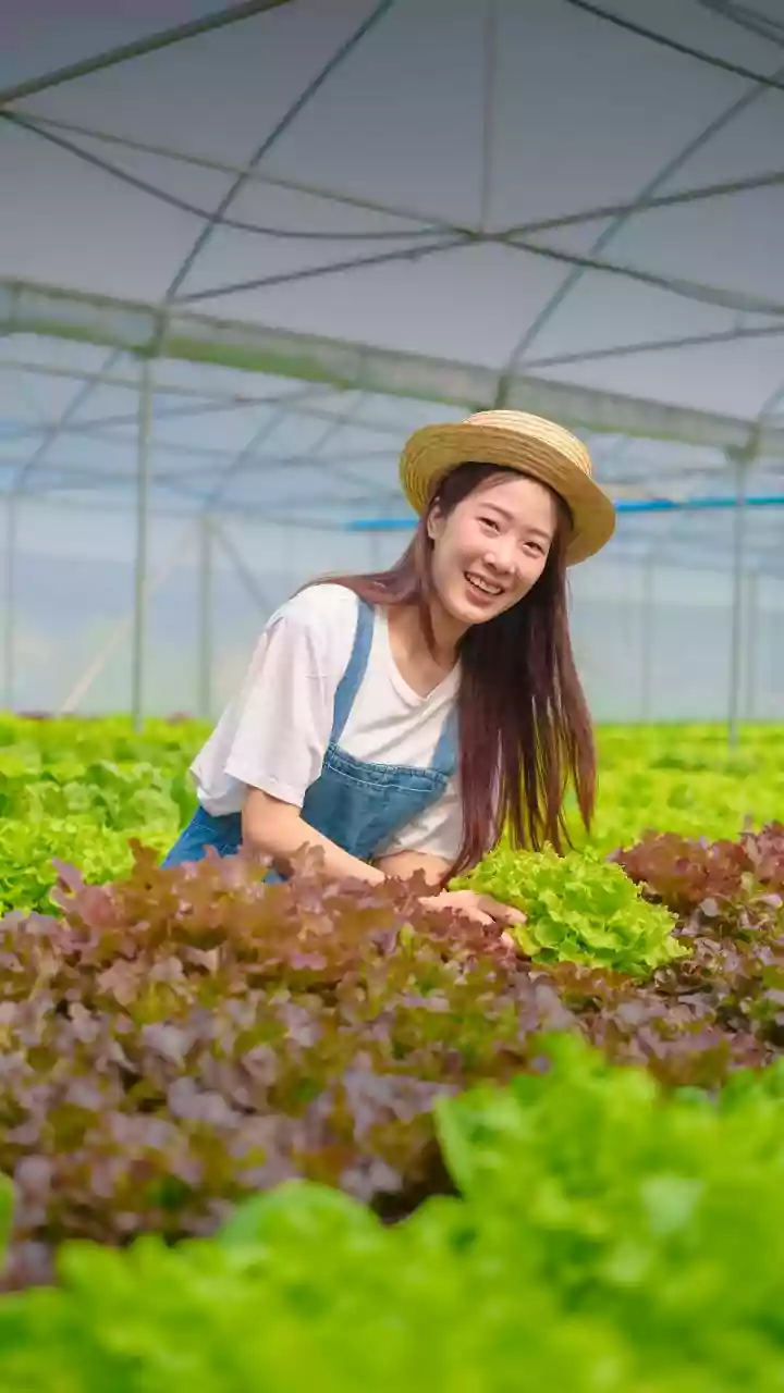 India's Indigenous Strawberry Project: Why the Shift to Locally Bred Varieties Matters