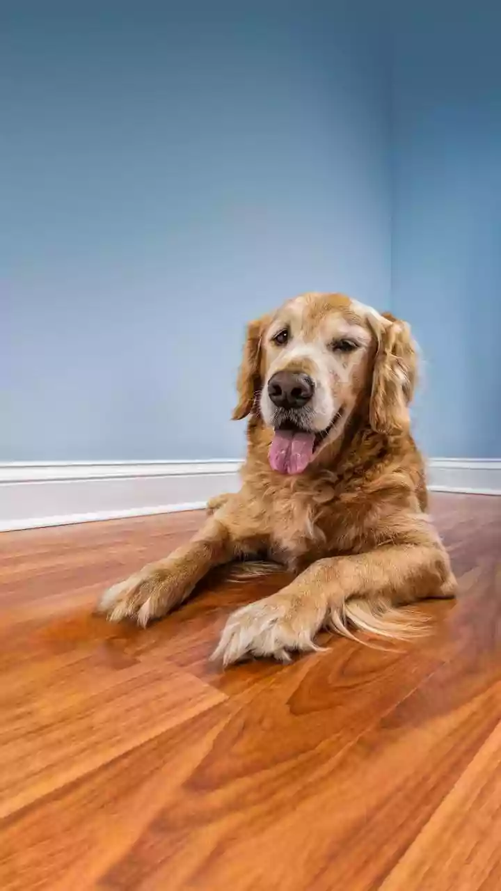 A Pet-Friendly Layout Leaves Safe Escape Routes During Gatherings