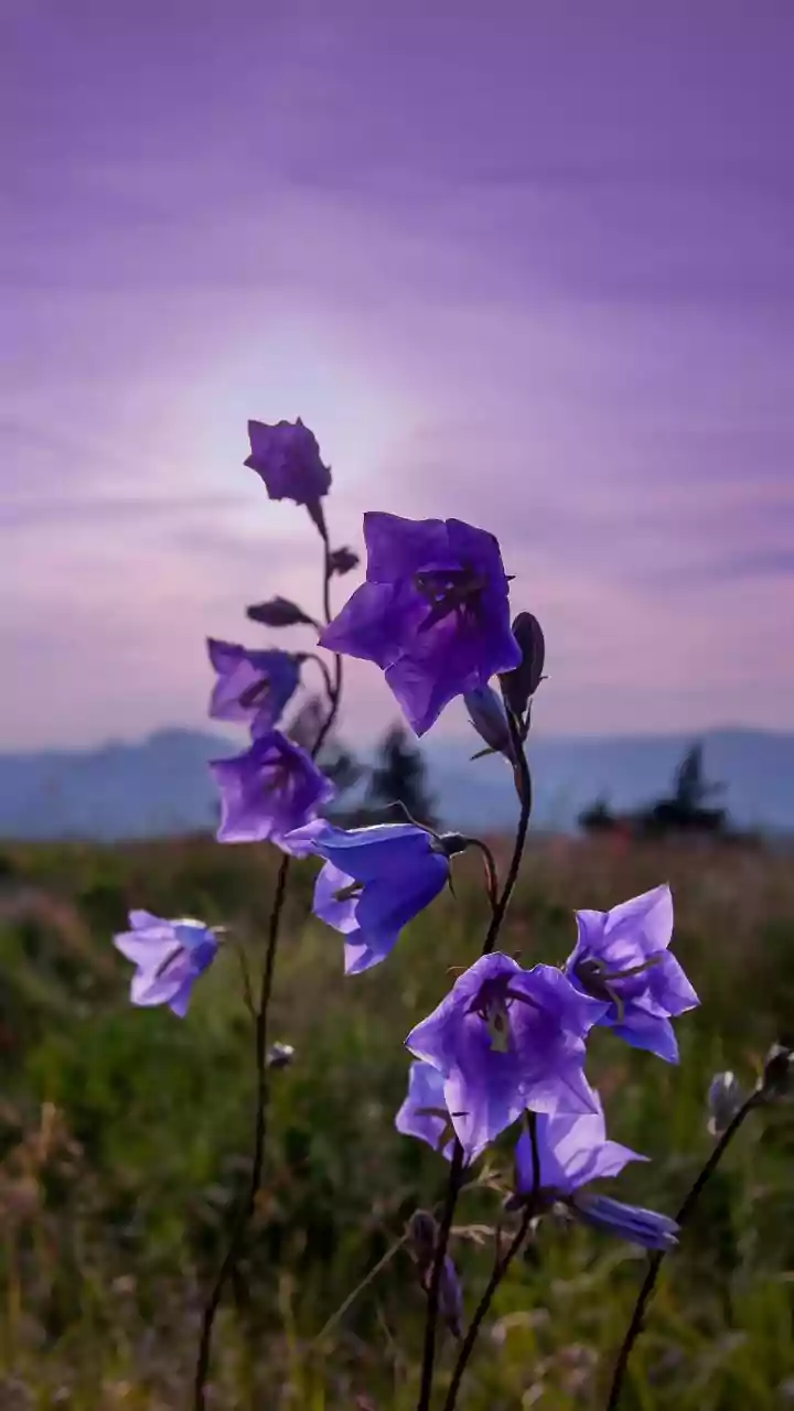 The Flower That Colours Nilgiris Hills Must Remain in Its Habitat