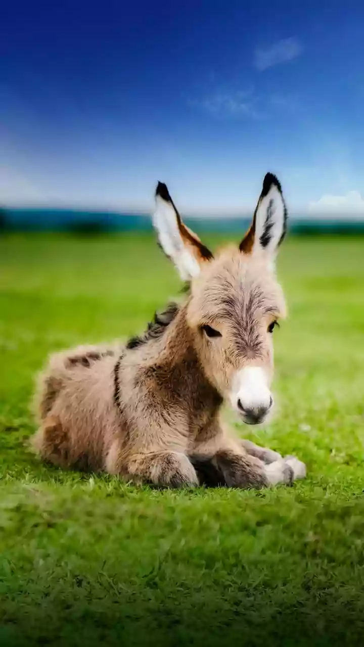 Por que burros são associados a pessoas que não são inteligentes?