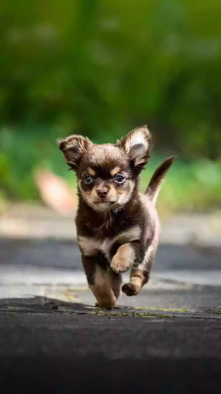 Man Forces Stray Puppy To Drink Canned Liquid: Netizens Claim It Was Alcohol & Demand Strict Action