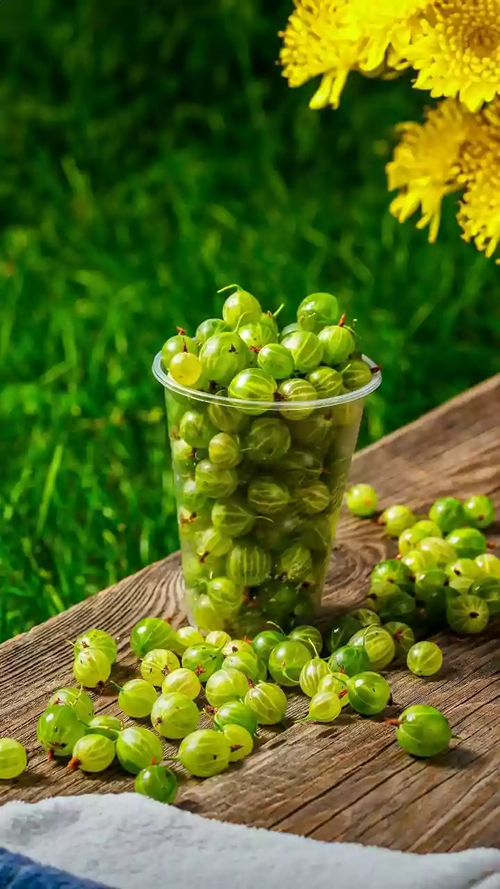 Indian Gooseberry: Amla Orchards Cover About 20,000 Hectares Around Pratapgarh