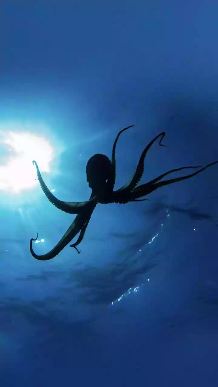 Polvo azul é descoberto vivendo nas profundezas do Oceano Pacífico