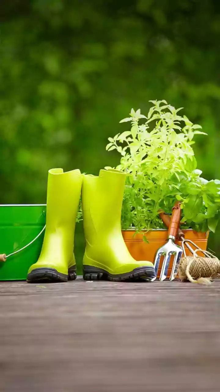 Growing Winter Kitchen Herbs Easy Container Gardening For Tulsi Mint And Coriander Today