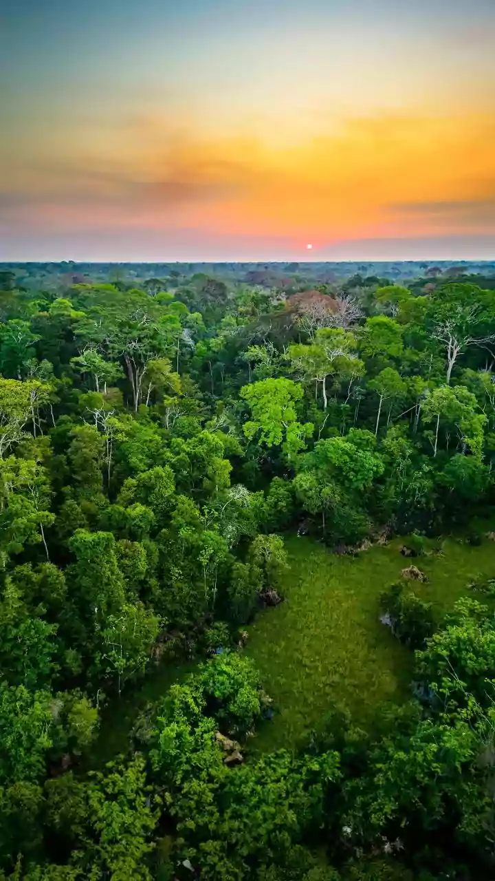 Unearthing Amazonian Dark Earth: Ancient Soil's Secret to Supercharged Tree Growth