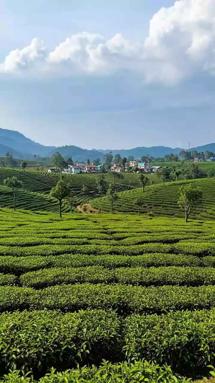 Assam's Hidden Beauty: An Influencer's Journey Through Untouched Tea Gardens