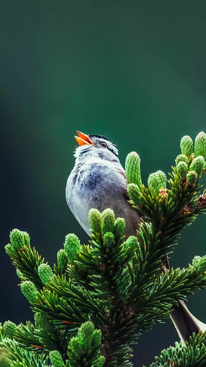 Clearer city air welcomes sparrows back after years of decline
