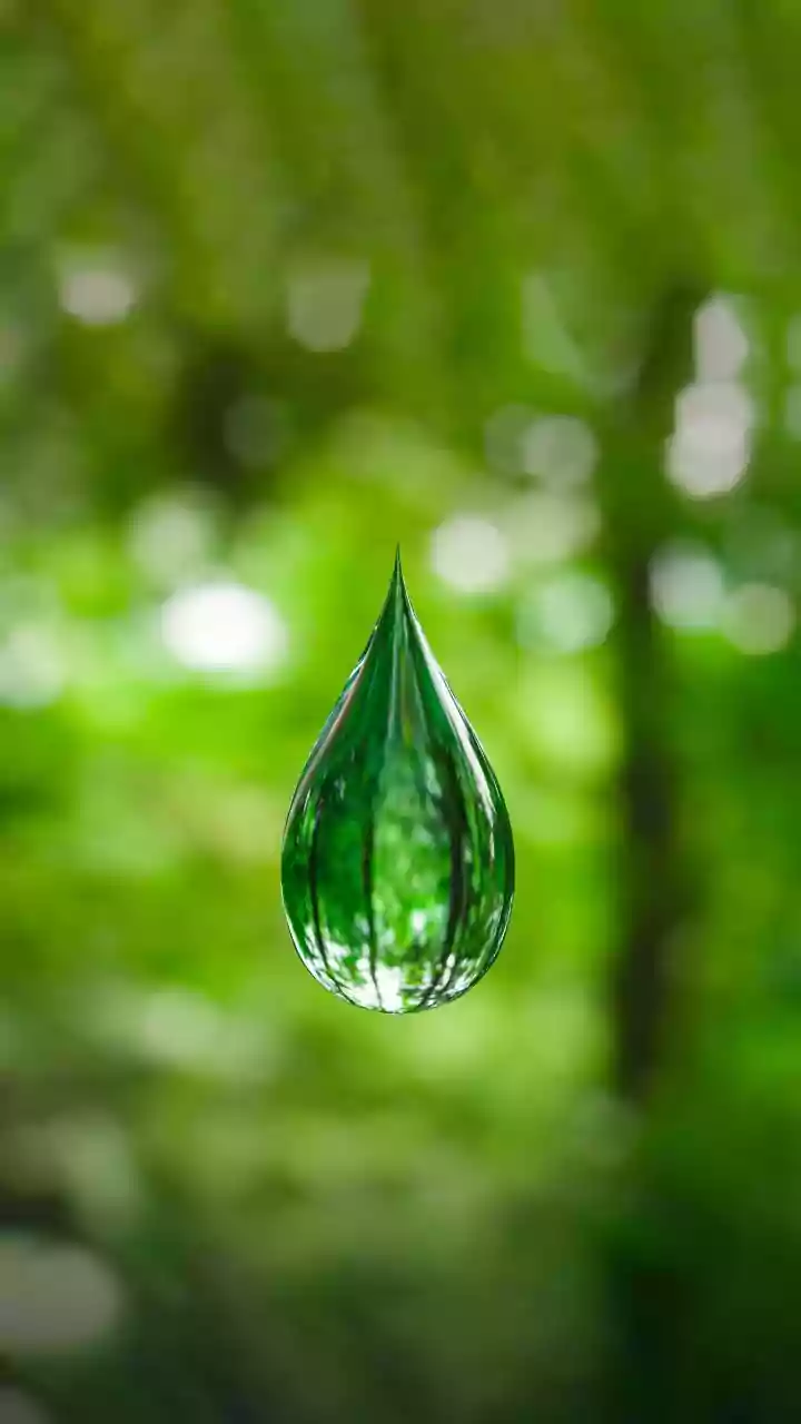 Forest Experts Examine The Impact Of Changing Rainfall Across India