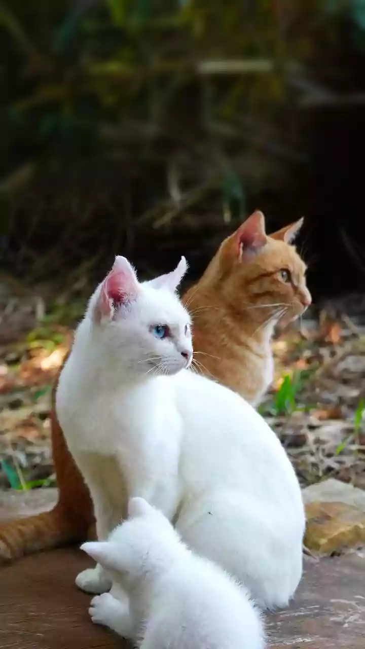 Gatos são resgatados com vida mais de 20 dias após terremotos na Venezuela