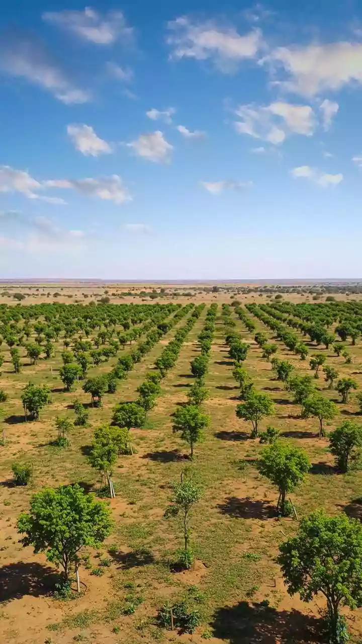 Konkan's Alphonso Crisis: Erratic Weather Devastates Mango Harvests, Growers Face Steep Losses