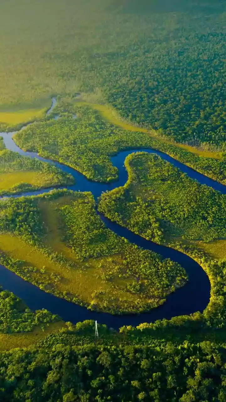 Rainfall Changes Are Becoming Central To Understanding India's Forest Ecosystems