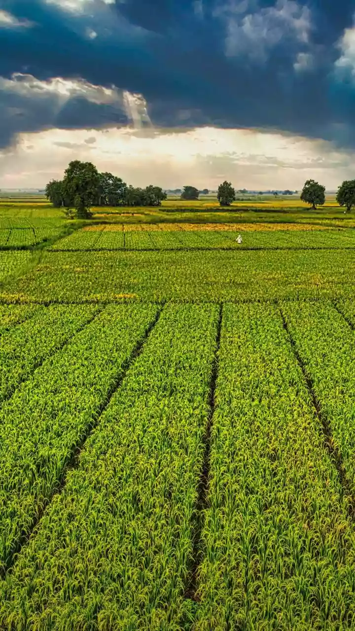 National Farmer’s Day 2025: Date, Significance, History Of Kisan Diwas