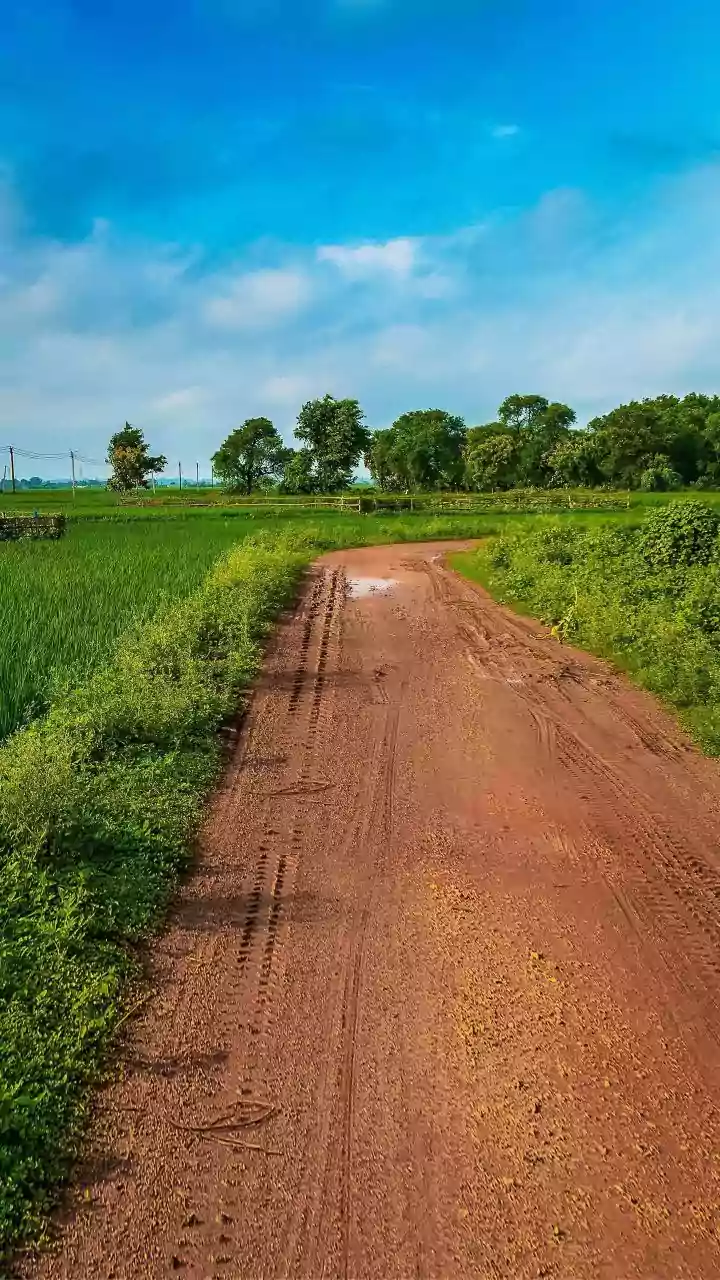 AAP Dominates Punjab Rural Body Elections